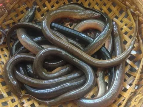 5 loại cá bẩn nhất ở chợ: Chứa đầy kim loại nặng và ký sinh trùng, nhiều người vẫn vô tư ăn, đặc biệt một loại rất được ưa chuộng gọi là 'sâm nước'