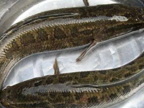 Mặc dù loài cá nước ngọt này rất ngon, nhưng thực ra lại cực kỳ hung dữ, thậm chí ăn thịt cả đồng loại của mình!