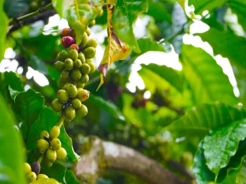 Giá nông sản ngày 11/3/2025: Cà phê tăng mạnh, hồ tiêu quay đầu giảm sâu 