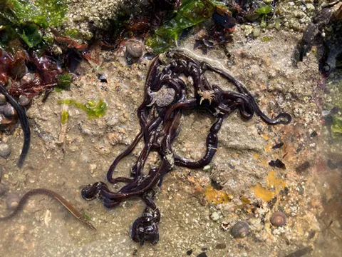 Giun dây - Loài động vật dài nhất thế giới khiến cá voi xanh phải chào thua