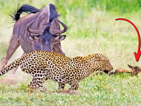 Linh dương đầu bò chật vật chống trả kẻ săn mồi để bảo vệ con non bị thương