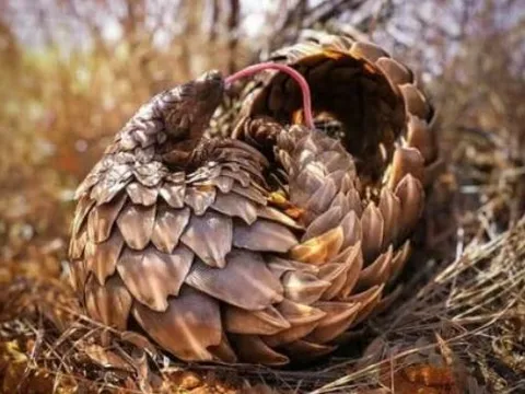 Loài động vật quý hiếm cả thế giới chỉ 9 nước có, Việt Nam vừa đón tin vui!