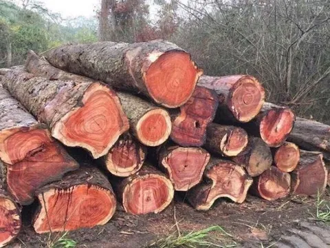 Loại gỗ ở Việt Nam được xem là kho báu của thiên nhiên: Quý như kim cương, giá vô cùng đắt đỏ