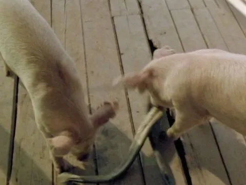 Có nọc độc nhưng tại sao rắn lại sợ lợn? Thậm chí bị lợn ăn thịt?