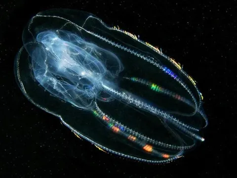 Khả năng 'cải lão hoàn đồng' kỳ diệu của loài sứa lược