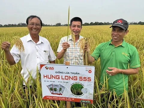 Giống Hưng Long 555: Khẳng định năng suất vượt trội, thúc đẩy đề án 1 triệu ha lúa chất lượng cao
