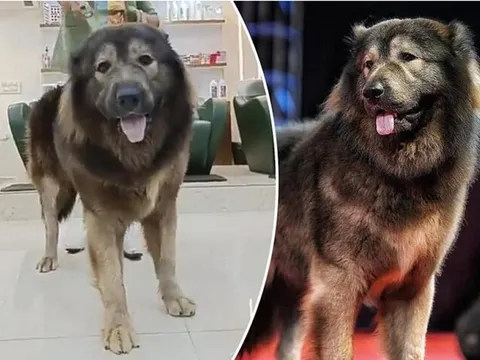 Vì sao đại gia Ấn Độ chi 145 tỷ đồng để mua một con chó 8 tháng tuổi?