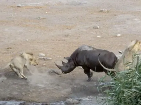 Có thể săn trâu rừng, tại sao sư tử lại e dè khi đối đầu với tê giác