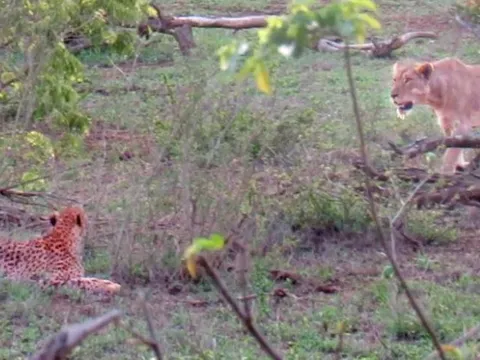 Sư tử cái đơn độc cướp mồi của năm con báo – cuộc chạm trán nghẹt thở giữa những kẻ săn mồi