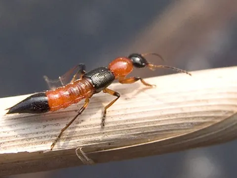 Đắp kiến ba khoang để chữa ngứa, thanh niên bị tổn thương loét da toàn thân