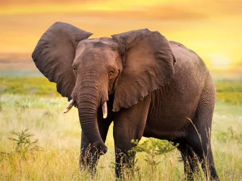 Top 10 loài động vật trên cạn nặng nhất thế giới: Cái tên nào dẫn đầu?