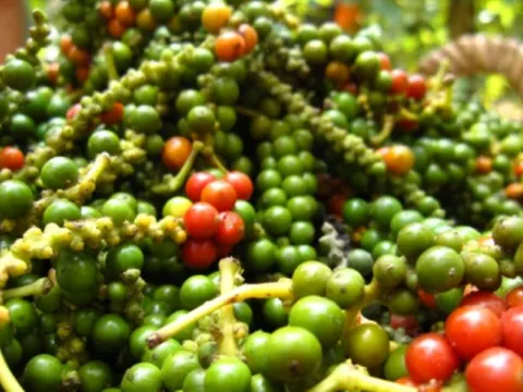 Giá nông sản ngày 29/3/2025: Cà phê tiếp tục giảm, hồ tiêu duy trì mức cao