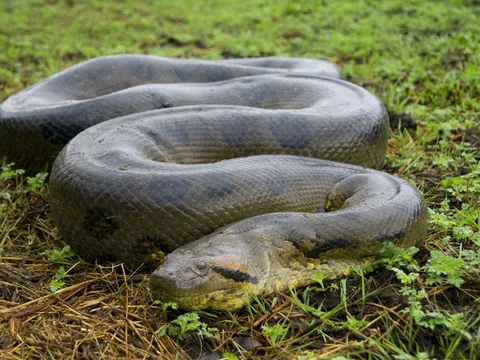 Những sự thật bất ngờ có thể bạn chưa biết về trăn Anaconda