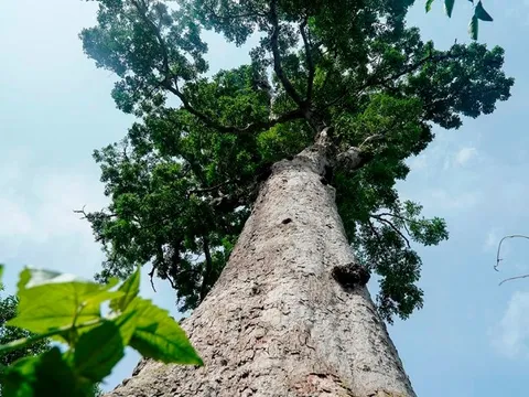 Gỗ lim xanh – ‘Báu vật’ của rừng Việt Nam, giá trị lên đến hàng chục triệu đồng/m³