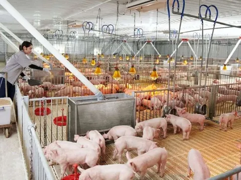 Giá heo hơi ngày 2/4/2025: Tiếp tục giảm sâu, có nơi chỉ còn 65.000 đồng/kg