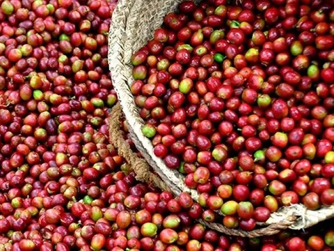Giá nông sản ngày 2/4/2025: Cà phê và hồ tiêu cùng giảm