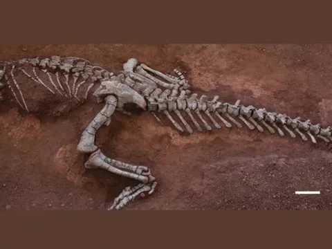 "Quái vật ngủ" dài 10m ở Trung Quốc: Phát hiện về một loài khủng long hoàn toàn mới