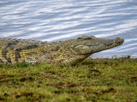 Những bí ẩn thú vị về cá sấu sông Nile - Kẻ săn mồi đáng sợ của châu Phi