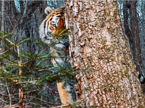 Hổ Siberia quý hiếm sát hại người tại vùng Viễn Đông Nga