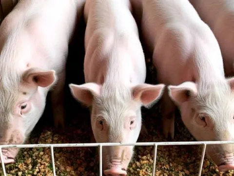 Giá heo hơi ngày 5/4/2025: Miền Nam tiếp tục lao dốc, miền Bắc khởi sắc nhẹ