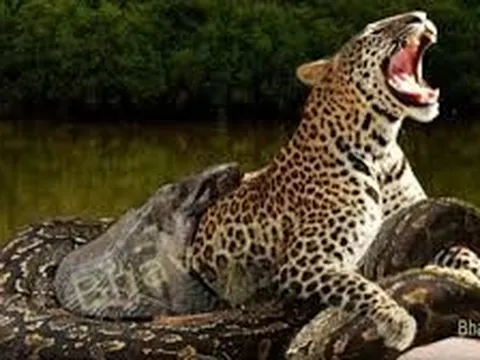 Yếu tố nào giúp trăn Anaconda là 'quái vật' đáng sợ nhất rừng Amazon?