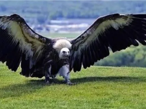 Loài chim khiến cả sư tử và hổ cũng phải dè chừng!