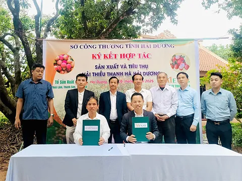 Menas Group ký kết bao tiêu đặc sản vải thiều Thanh Hà