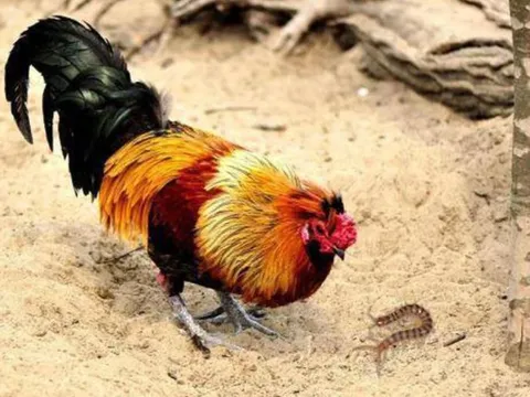 Rết - Kẻ nằm trong 'ngũ độc' nhưng lại khiếp sợ loài gà: Vì sao?