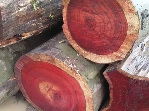 Việt Nam sở hữu “vương mộc” quý như kim cương: 800 năm mới khai thác, giá lên tới 25 tỷ đồng/cây