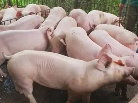 Giá heo ngày 10/4/2025: Nhích nhẹ tại miền Trung và miền Nam