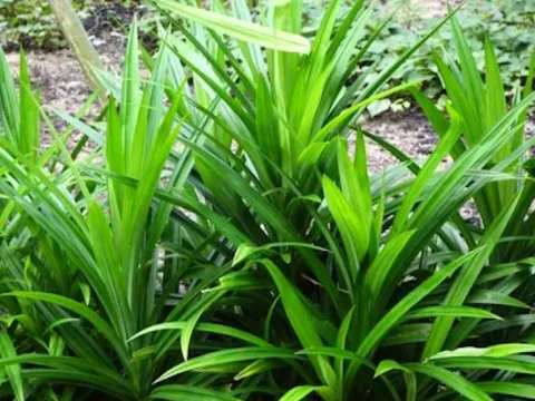 Lá dứa  “thần dược” dễ tìm trong vườn nhà, hiệu quả bất ngờ cho sức khỏe