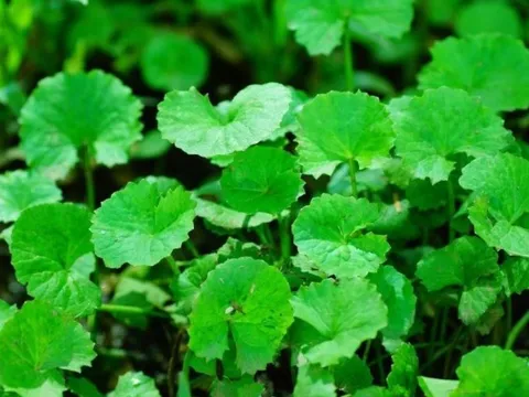 5 loại rau dại quen thuộc, được lương y trân trọng như những vị thuốc quý
