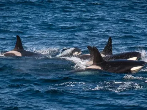 Hiếm thấy: Hơn 60 cá voi sát thủ hợp sức hạ gục cá voi xanh lùn ngoài khơi Tây Australia