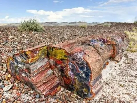 Việt Nam có loại gỗ tuổi thọ hàng trăm triệu năm: Cứng cáp chỉ sau kim cương, giá trị lên đến hơn 600 tỷ đồng