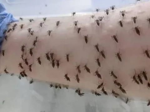 Quá trình hút máu của muỗi: Cuộc tấn công âm thầm đáng sợ