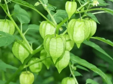 Cây tầm bóp – “thần dược” bị lãng quên trong vườn nhà