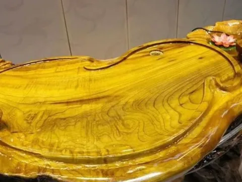 Đây là loại gỗ quý hơn vàng, được mệnh danh là 'báu vật trong rừng,' có giá 9.000 tỷ đồng