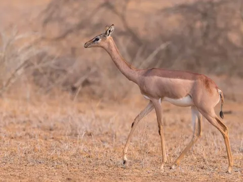 Kỳ lạ loài linh dương vẫn có thể sống cả đời mà không cần uống nước