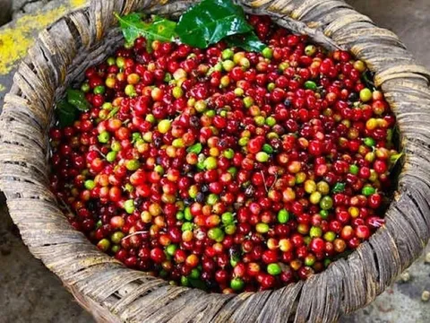 Giá nông sản ngày 16/4/2025: Cà phê tăng sốc, hồ tiêu tiếp đà bứt phá