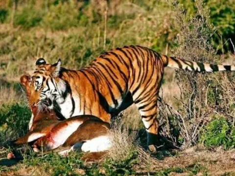 Vì sao các loài động vật ăn thịt trong tự nhiên thường không ăn thịt lẫn nhau?