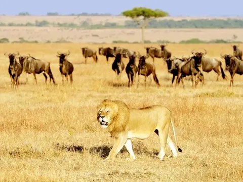 Động vật có bị ung thư không? Sự thật đáng suy ngẫm từ thế giới tự nhiên