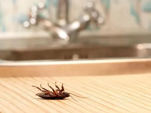 5 cách đuổi gián hiệu quả, không cần hóa chất