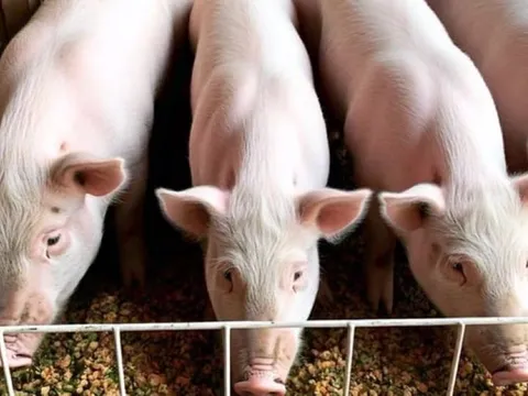 Giá heo hơi ngày 19/4: Miền Bắc bất ngờ quay đầu giảm giá nhẹ