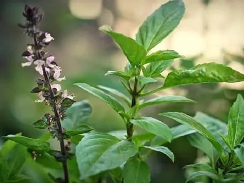 Trồng ngay những loại cây "thần kỳ" đuổi gián cực hiệu quả an toàn gấp trăm lần thuốc xịt!