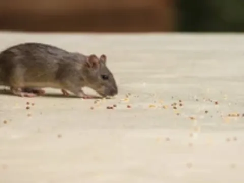 Chỉ với một nắm gạo và thứ này, bạn có thể "xử lý gọn" cả đàn chuột – đơn giản, rẻ tiền, cực kỳ hiệu quả!