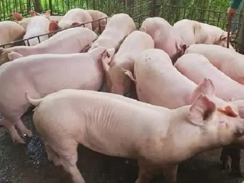 Giá heo hơi ngày 21/4: Miền Nam duy trì đà tăng nhẹ, miền Bắc bắt đầu giảm trở lại