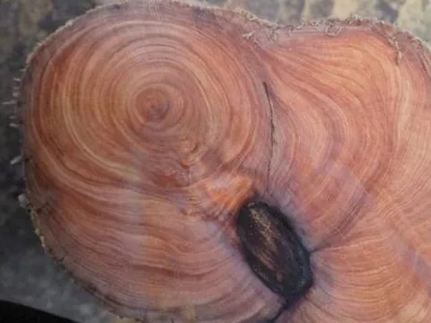 Loại gỗ thân không mọc thẳng, giá đắt hơn vàng, tỏa ra mùi thơm trăm nghìn năm cũng không phai