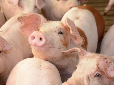 Giá heo hơi hôm nay 23/4: Miền Bắc điều chỉnh giảm nhẹ, miền Nam duy trì đà tăng
