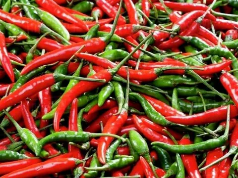 Vì sao ớt lại có vị cay? – Bí mật đằng sau cảm giác 'bỏng miệng'