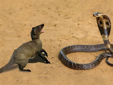Tại sao cầy mangut được xem là “khắc tinh” của loài rắn?